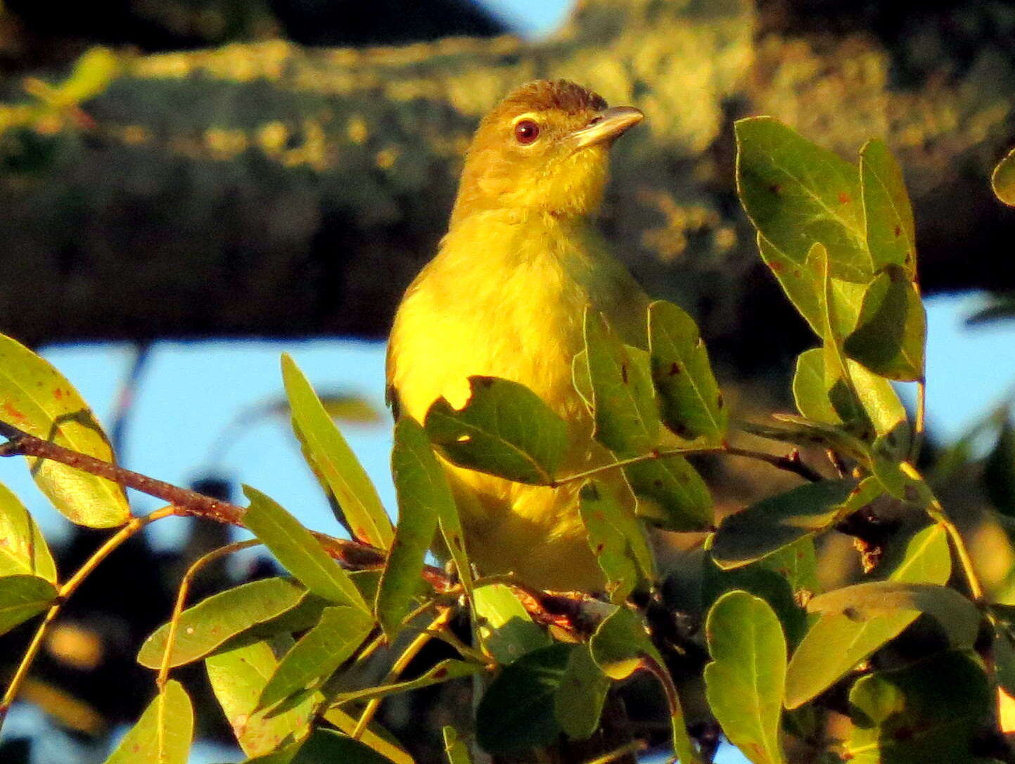 Image of Chlorocichla flaviventris flaviventris (Smith & A 1834)