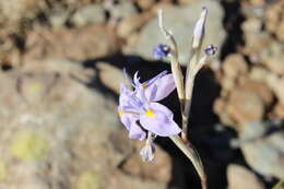 Image of blue-tulip