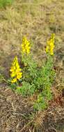 Image of Crotalaria magaliesbergensis