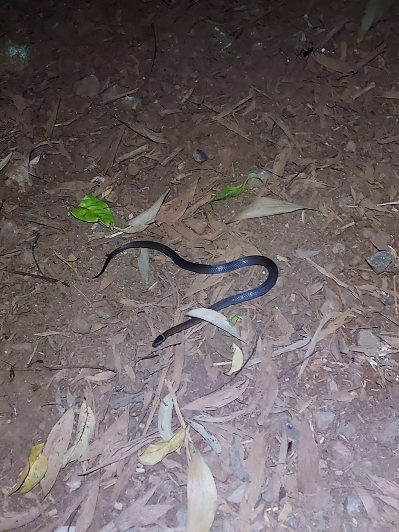 Image of Cacophis churchilli Wells & Wellington 1985