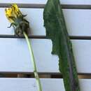 Image of Taraxacum euryphyllum (Dahlst.) M. P. Christiansen