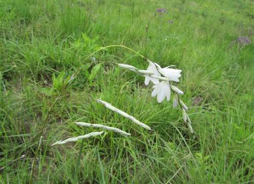 Image of Dierama argyreum L. Bolus