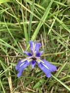 Image of Herbertia pulchella Sweet