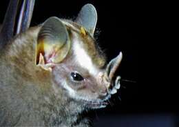 Image of Heller's Broad-nosed Bat