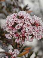 Imagem de Eriogonum ericifolium Torr. & Gray