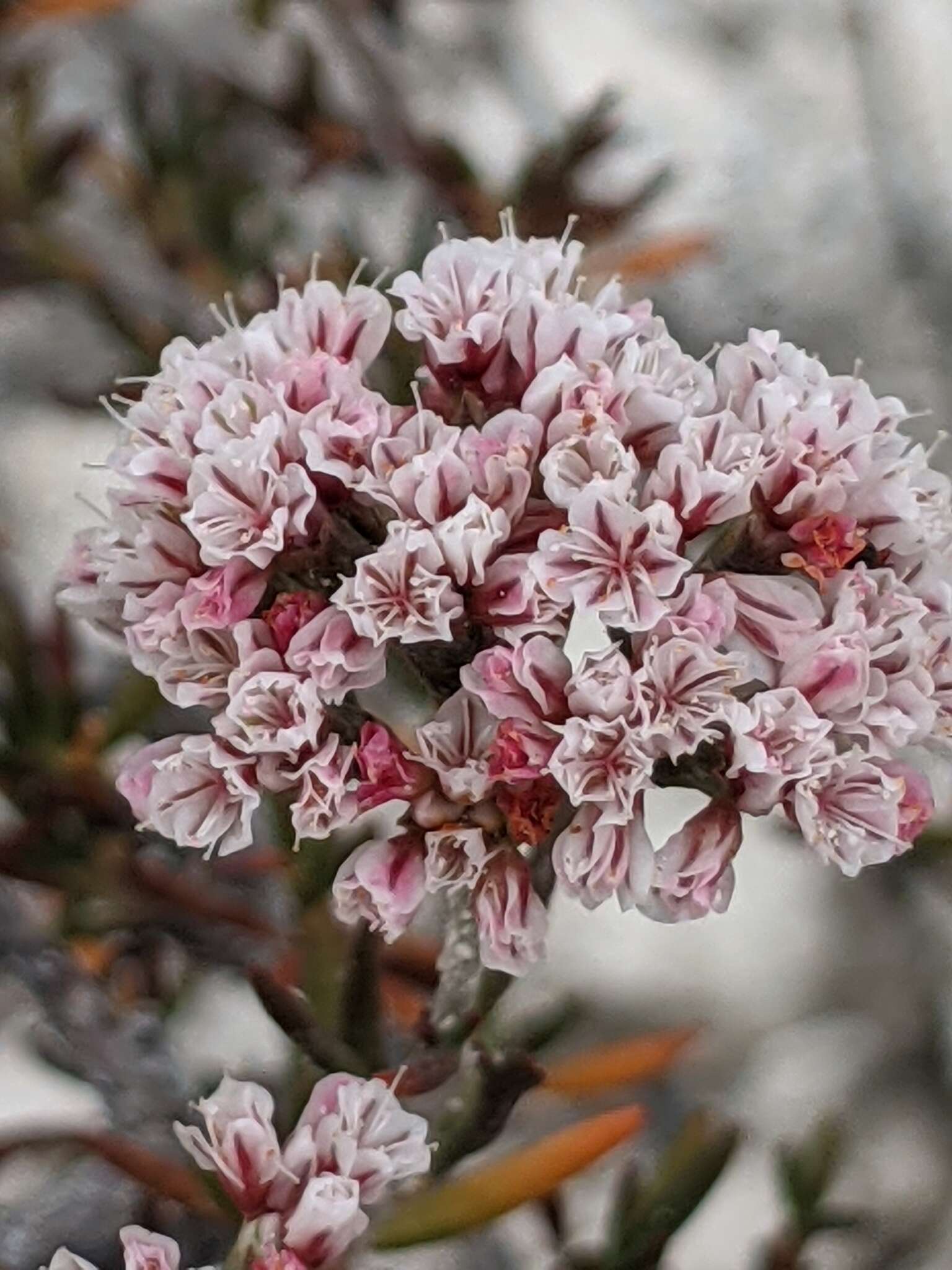 Imagem de Eriogonum ericifolium Torr. & Gray