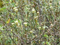 Imagem de Rhododendron groenlandicum (Oeder) K. A. Kron & W. S. Judd