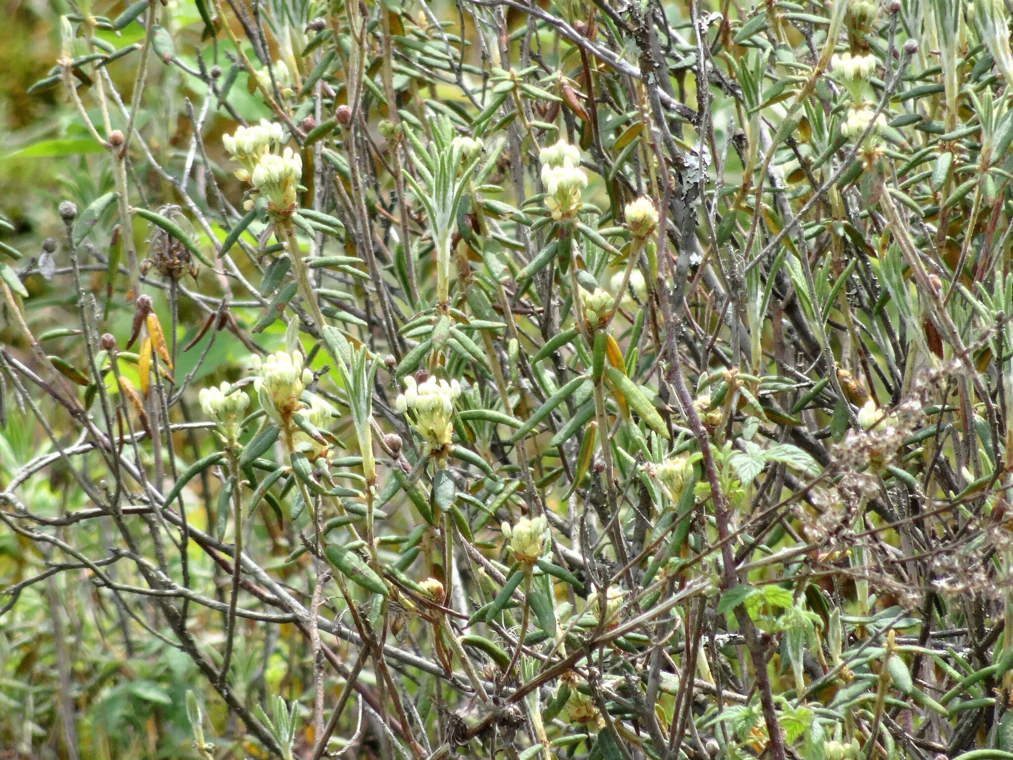 Image of Rusty Labrador-Tea