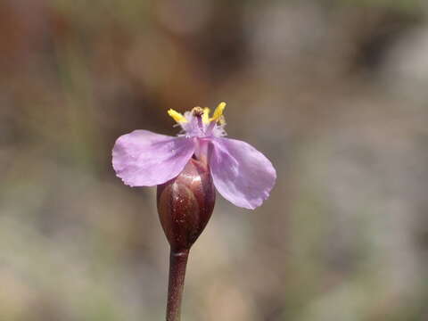 Sivun Xyris filiformis Lam. kuva