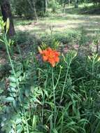 Image of Hemerocallis fulva var. fulva