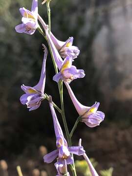 Image de Delphinium gracile DC.