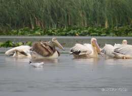 Image of Great White Pelican