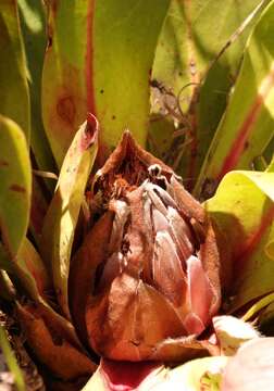 Image of Protea caespitosa Andr.