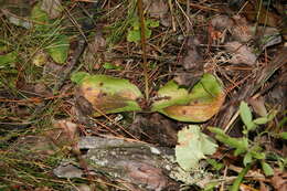 Image of Hooker's orchid