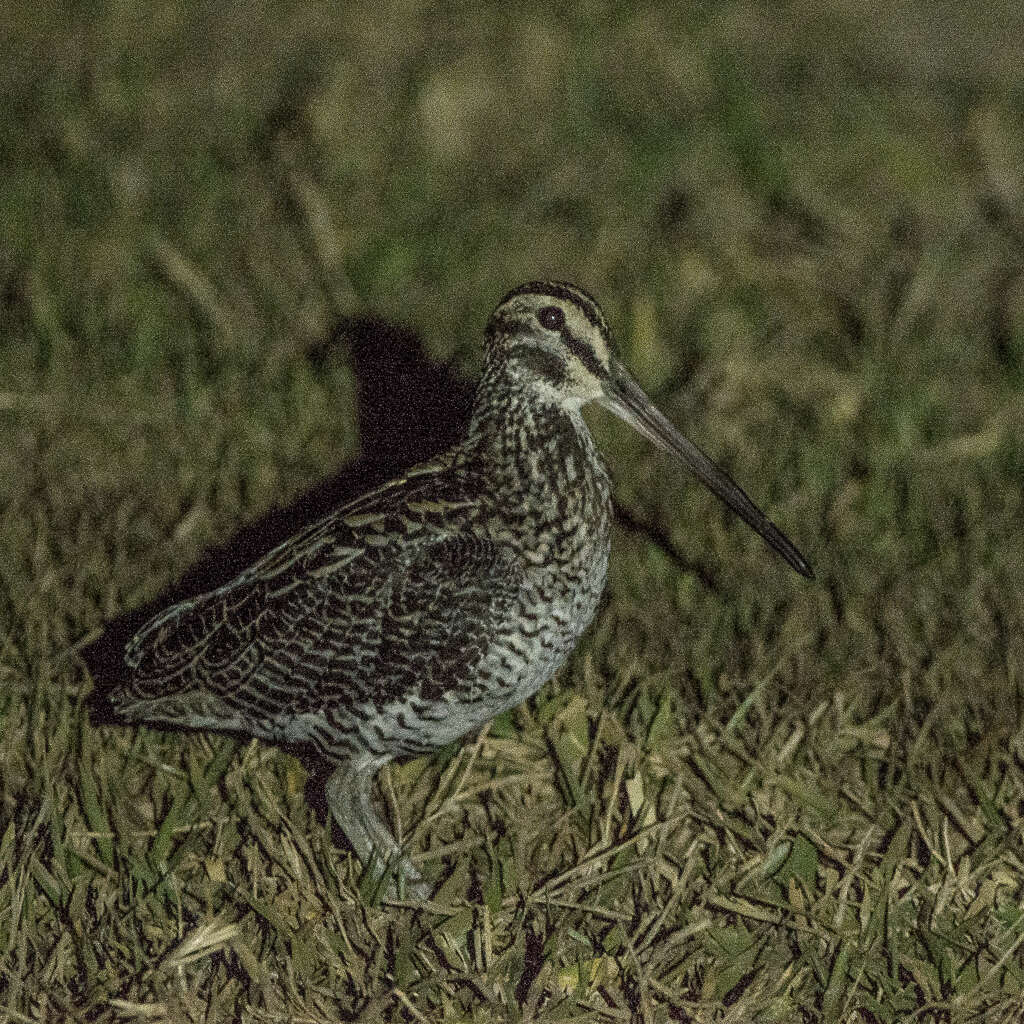 Gallinago undulata (Boddaert 1783)的圖片