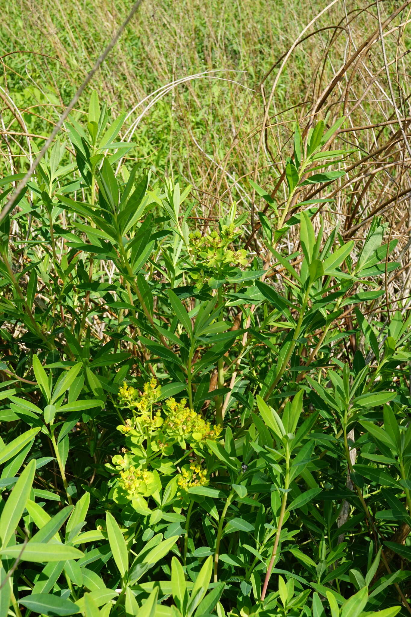 Image of Marsh Spurge