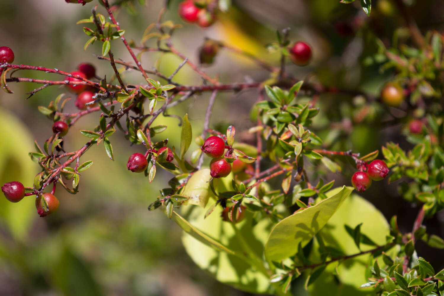 Image de Vaccinium myrsinites Lam.