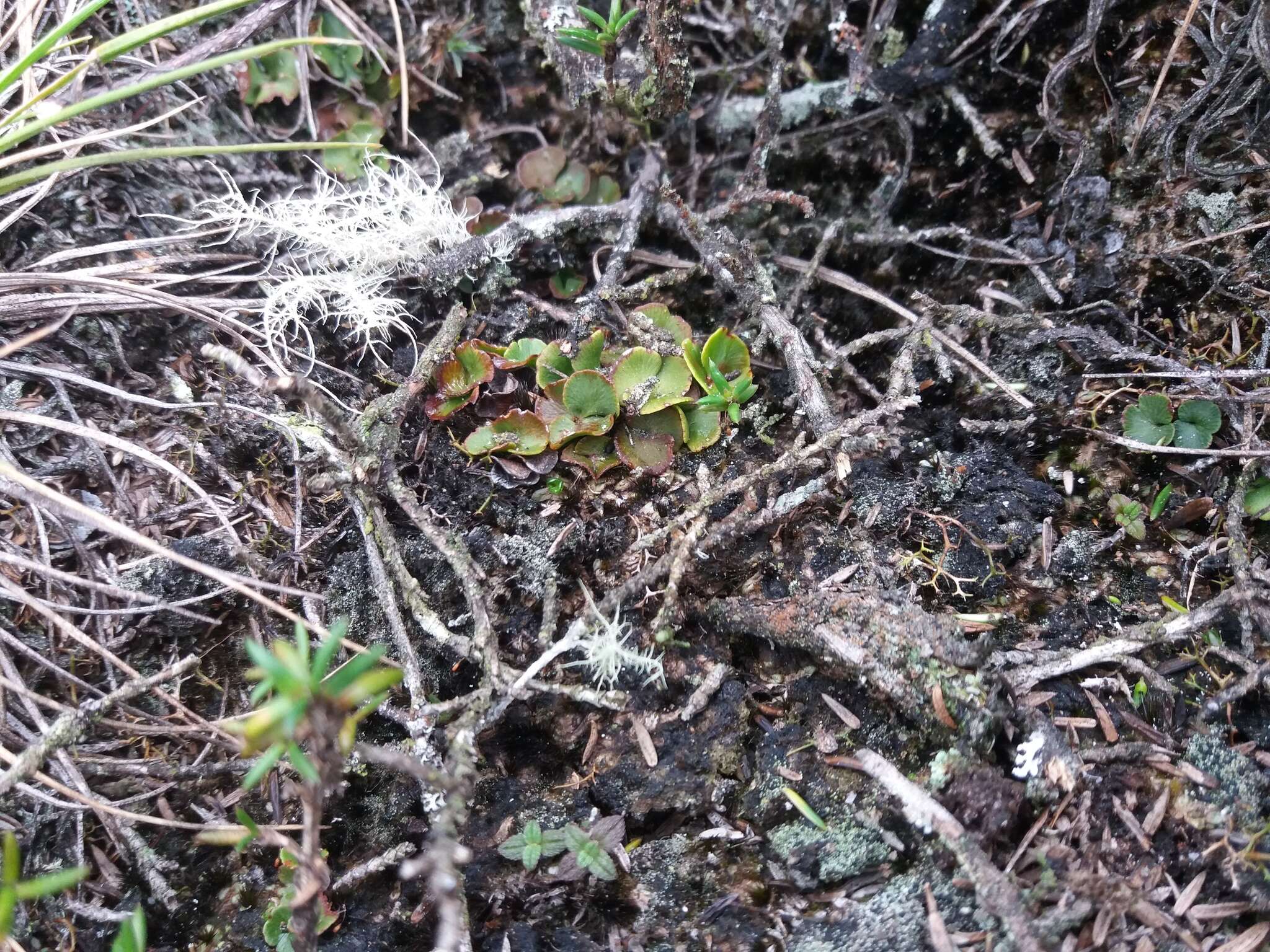 Sivun Jamesonia maxonii (Lellinger) Pabón-Mora & F. González kuva