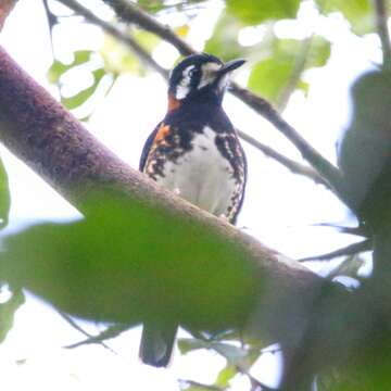 Image of Chestnut-backed Thrush