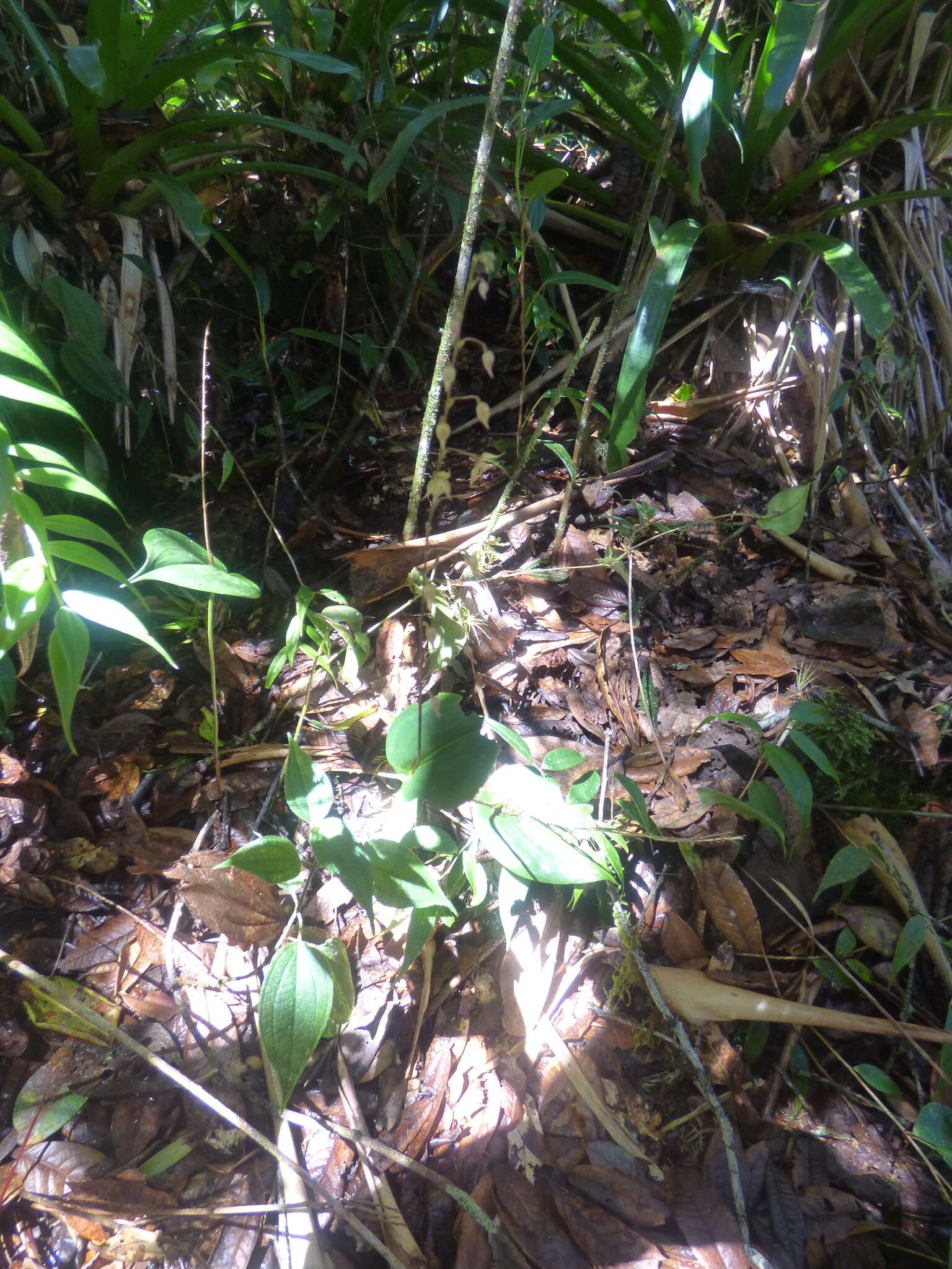 Image of Pleurothallis lopezii Luer & R. Escobar