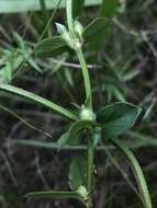 Image of buttonweed