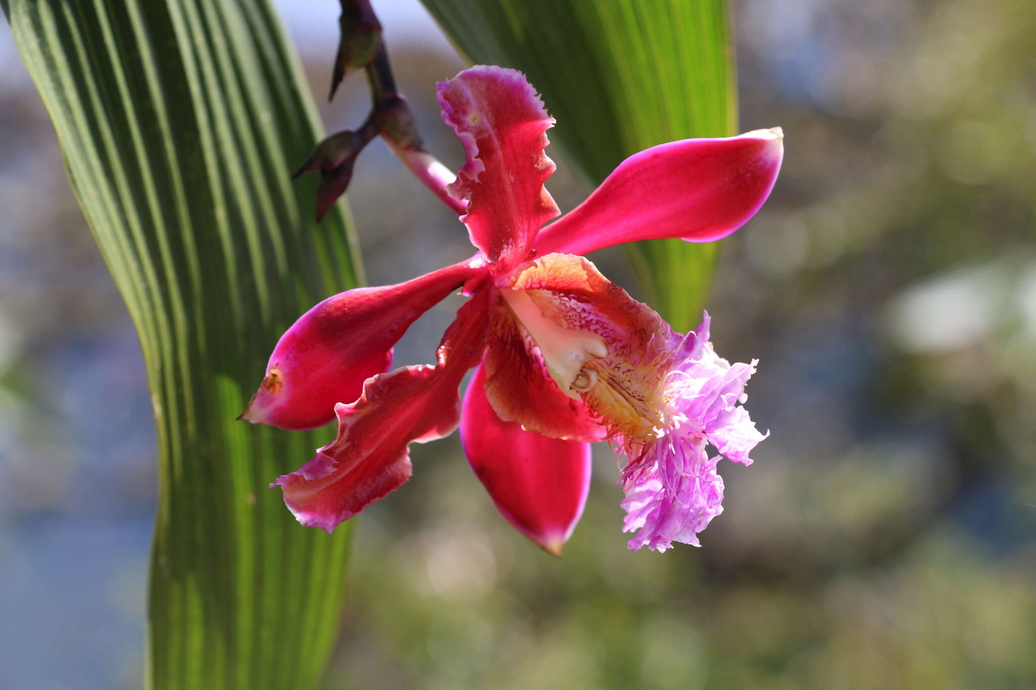 Plancia ëd Sobralia dichotoma Ruiz & Pav.