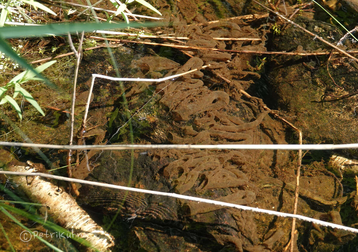 Neureclipsis bimaculata (Linnaeus 1758) resmi