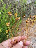 Image of Steirodiscus tagetes (L.) Schltr.