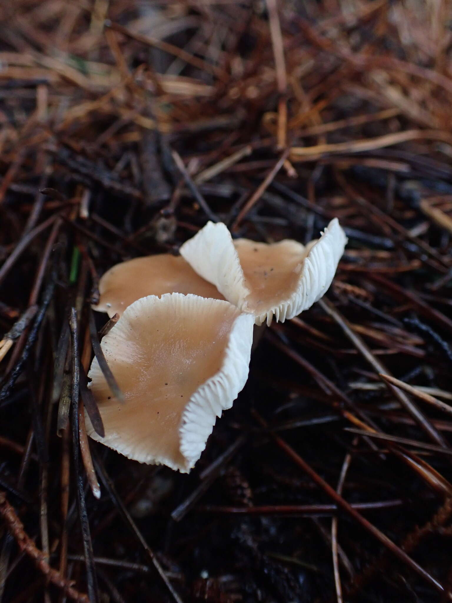 Image de Rhodocollybia incarnata (G. Stev.) J. A. Cooper 2014