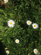 Image of Daisy