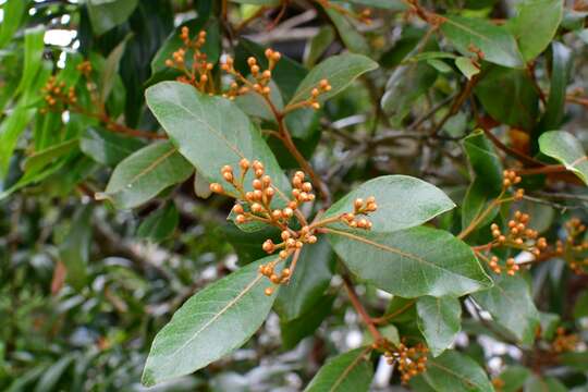 <i>Photinia matudae</i>的圖片