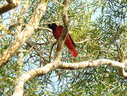 Image of Maroon Oriole