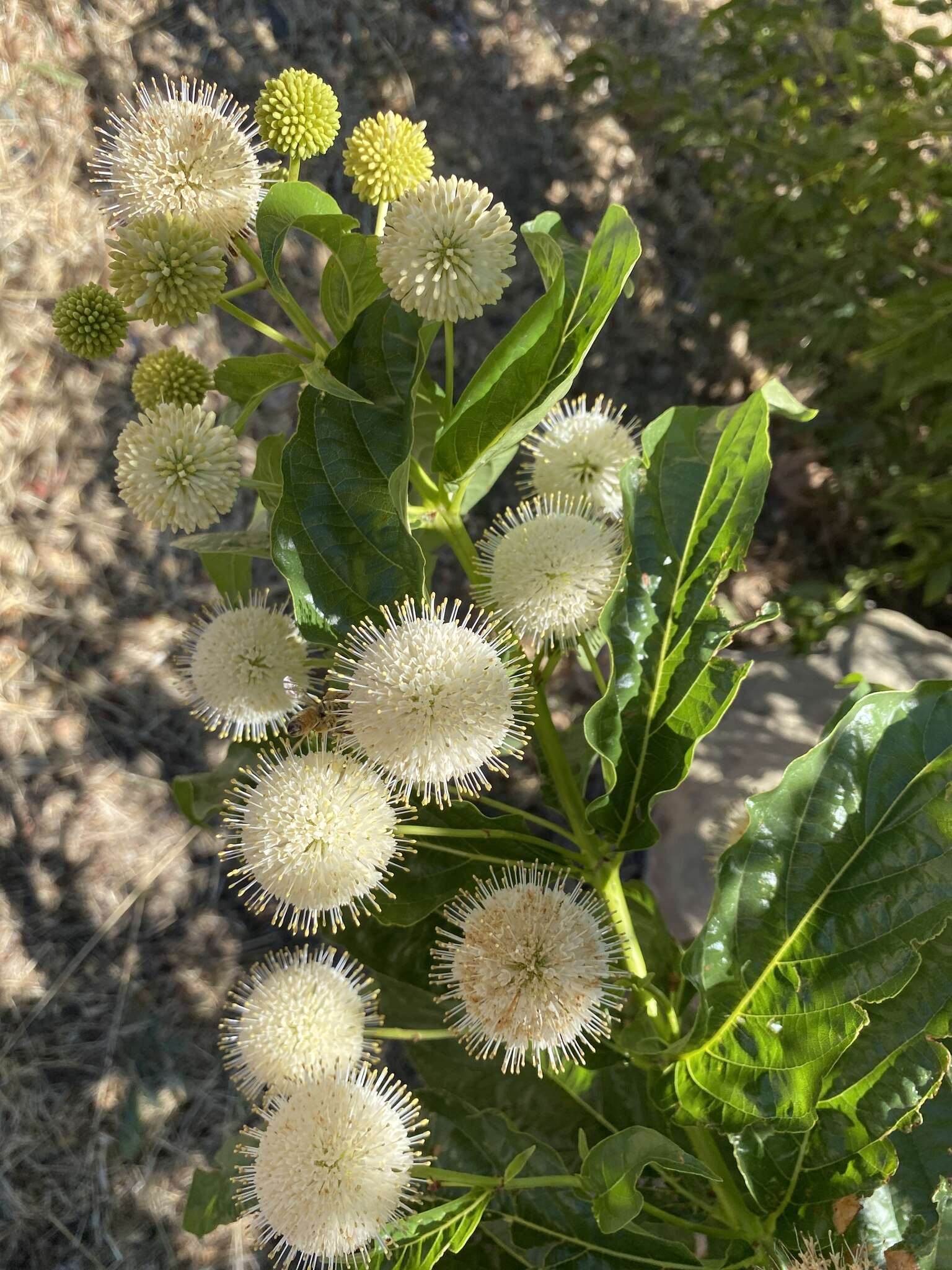 Image of common buttonbush