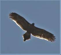 Image of Wedge-tailed Eagle