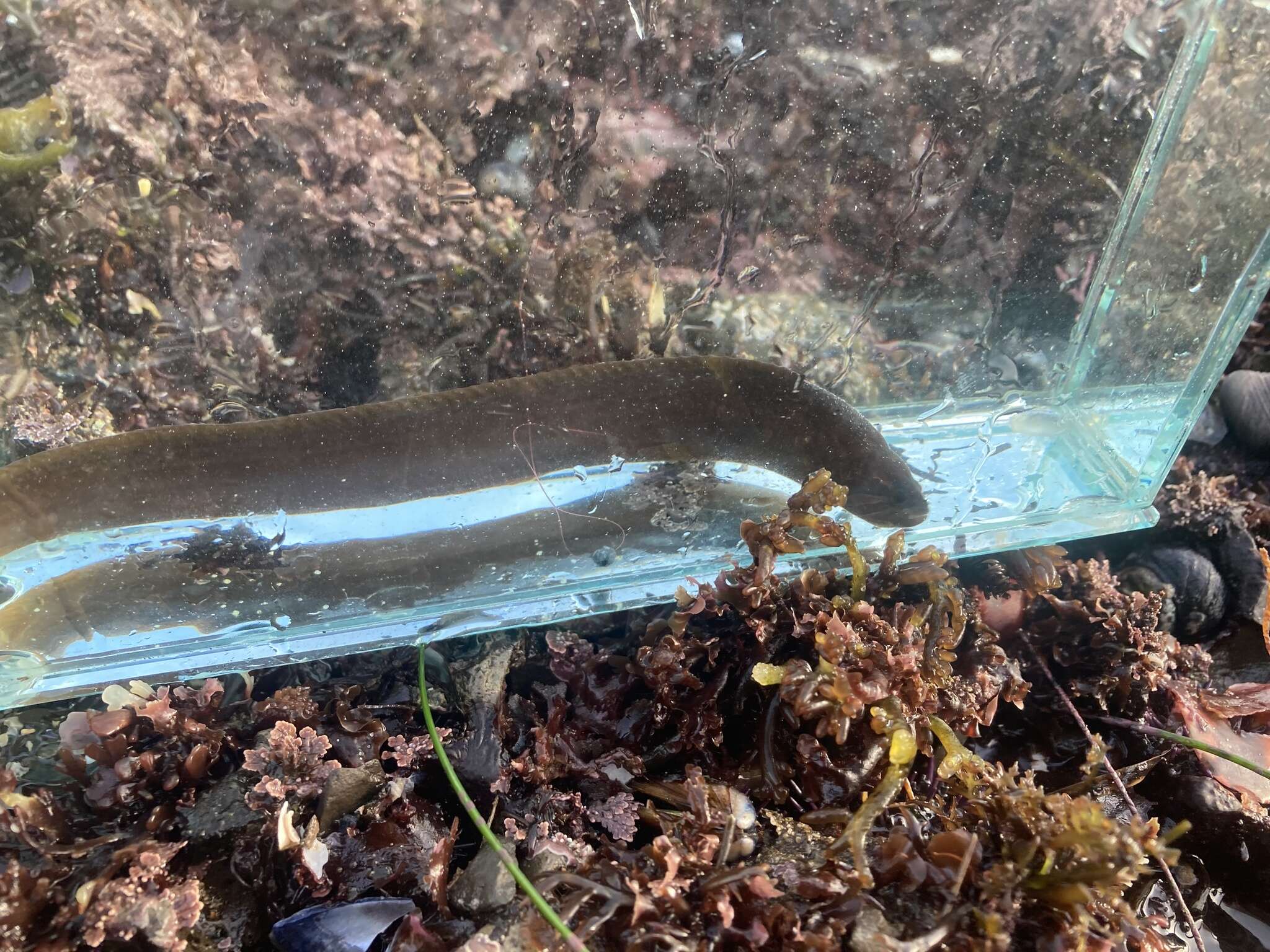 Image of Black blenny