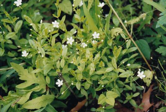 Image of Grove Sandwort