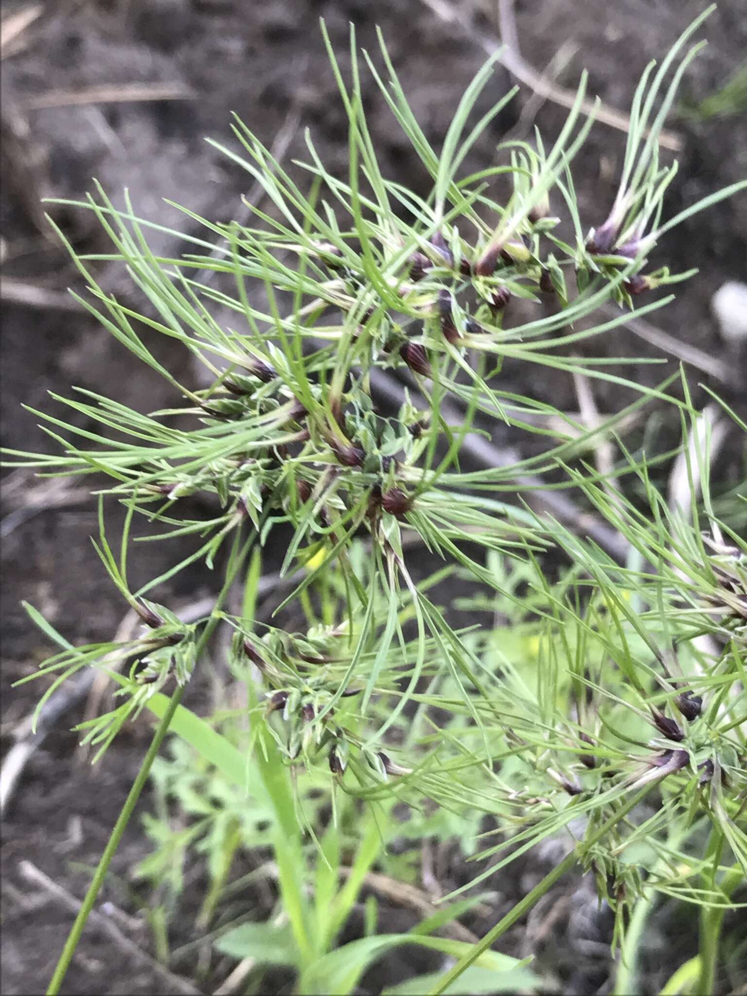 鳞茎早熟禾的圖片