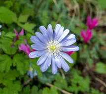 Image of blue anemone