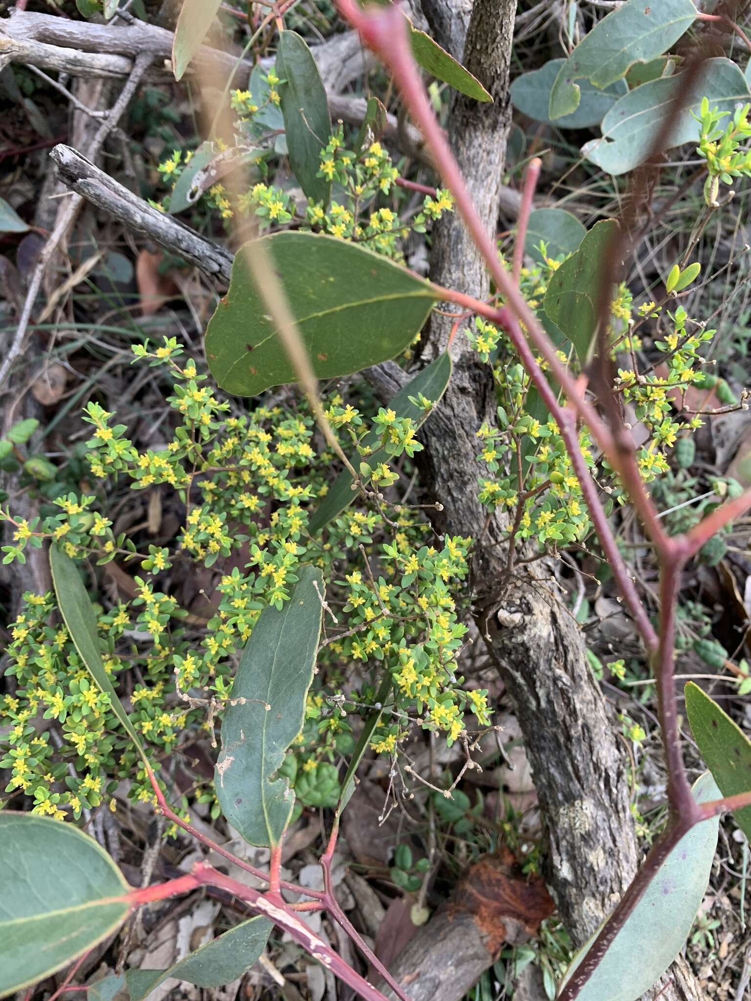 صورة Pimelea serpyllifolia subsp. serpyllifolia