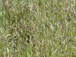 Image of annual semaphoregrass