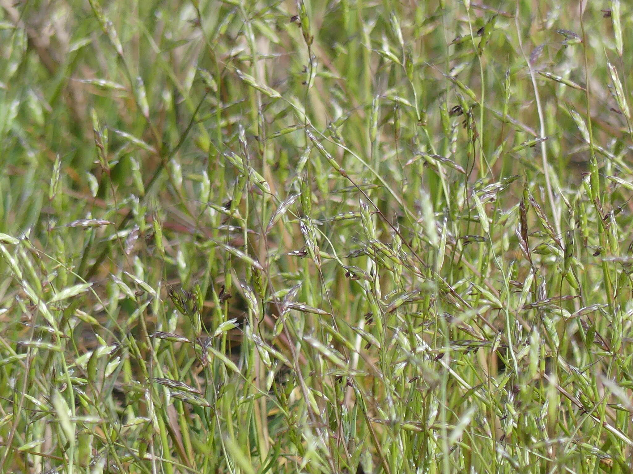 Image of annual semaphoregrass