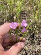 Слика од Agalinis aspera (Dougl.) Britt.