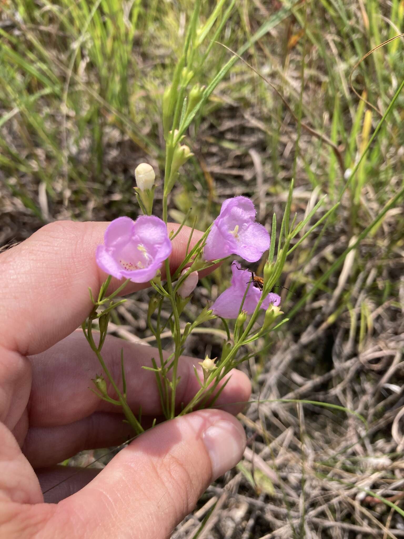 Слика од Agalinis aspera (Dougl.) Britt.