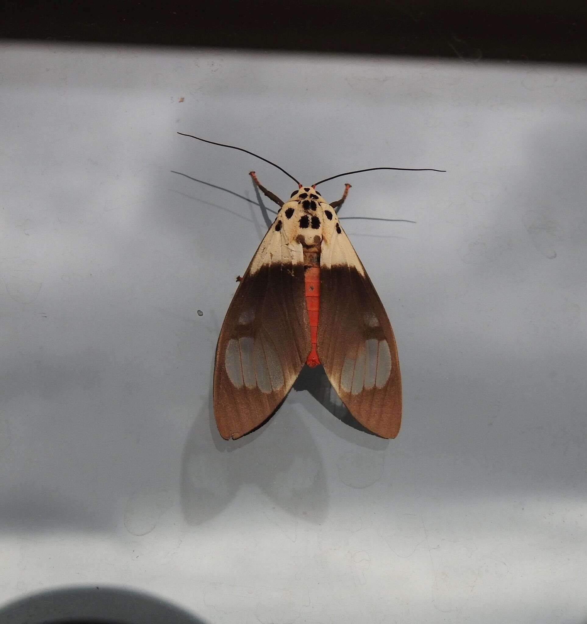 Sivun Amerila nigropunctata Bethune-Baker 1908 kuva