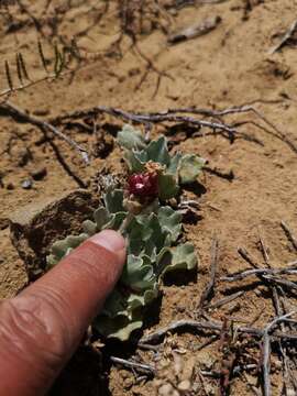 Image of Arctotis diffusa Thunb.