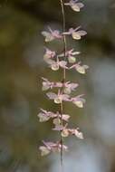 Image of Hooded orchid