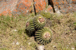 Image of Parodia langsdorffii (Lehm.) D. R. Hunt