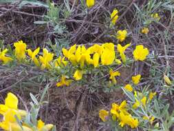 Image of Cytisus borysthenicus Gruner