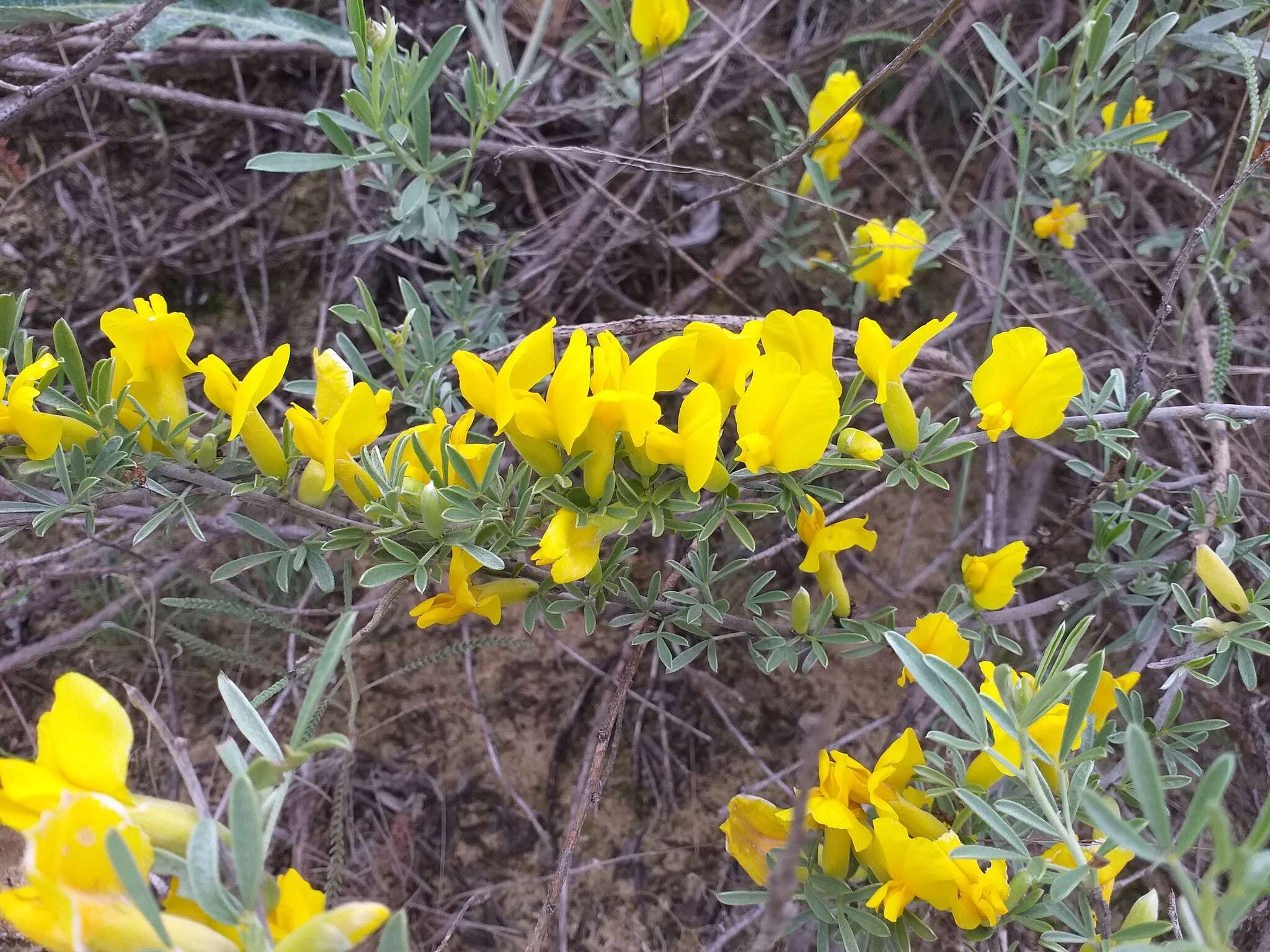 Image of Cytisus borysthenicus Gruner