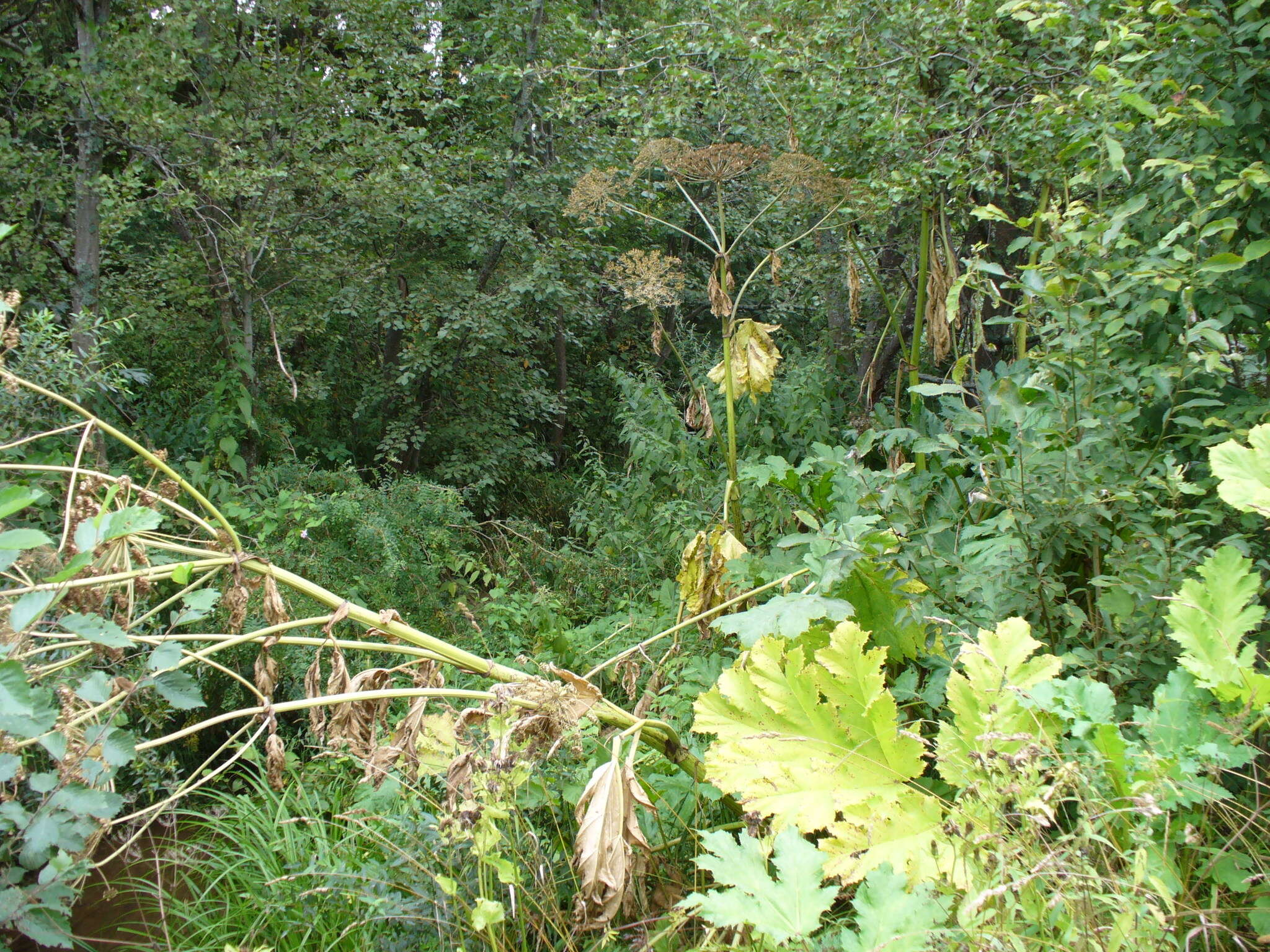 Imagem de Heracleum sosnowskyi Manden.